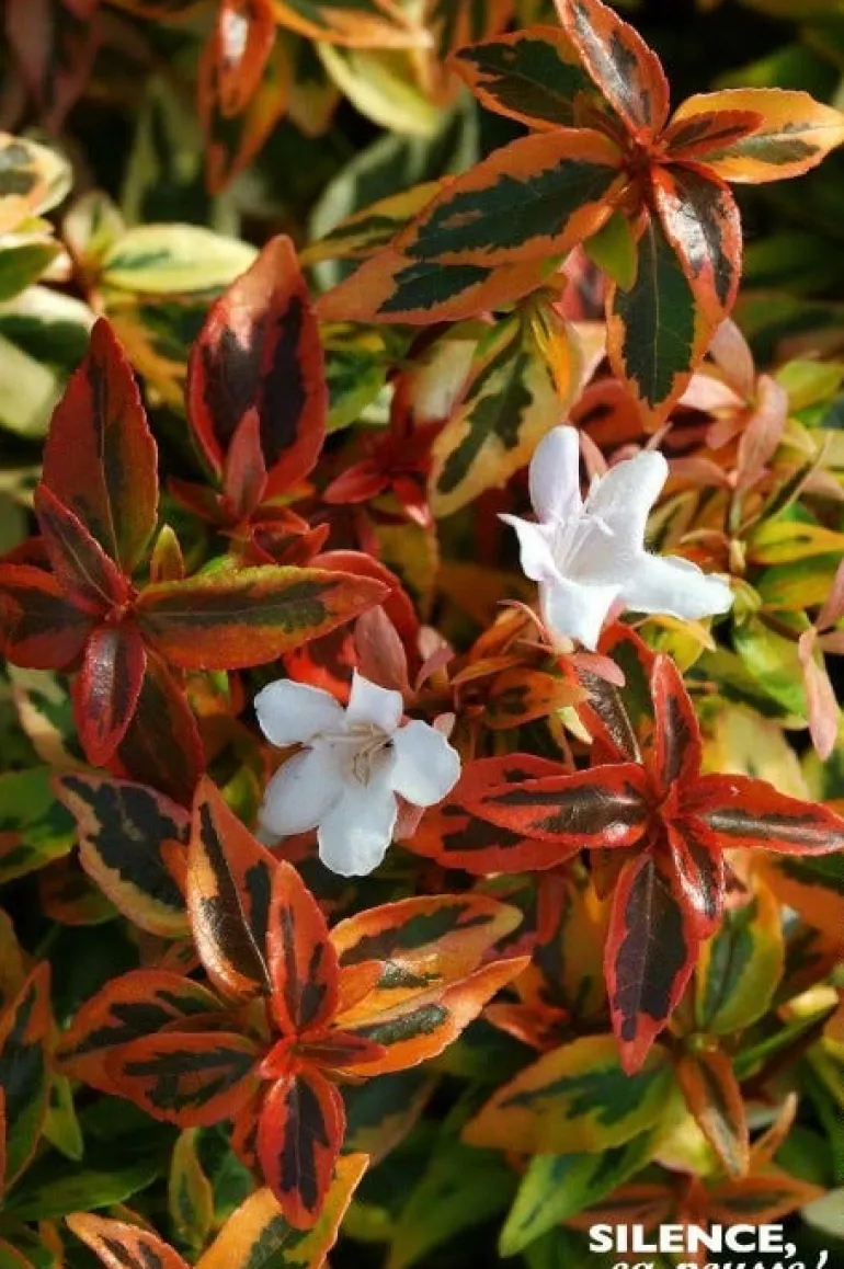 Abélia à grandes fleurs "Kaleidoscope" Pot 10L