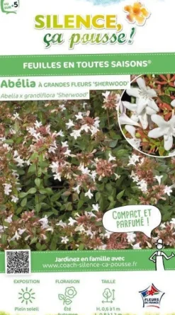 Abélia à grandes fleurs "Sherwood" Pot 10L SILENCE ÇA POUSSE