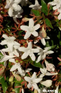 Abélia à grandes fleurs "Sherwood" Pot 10L SILENCE ÇA POUSSE