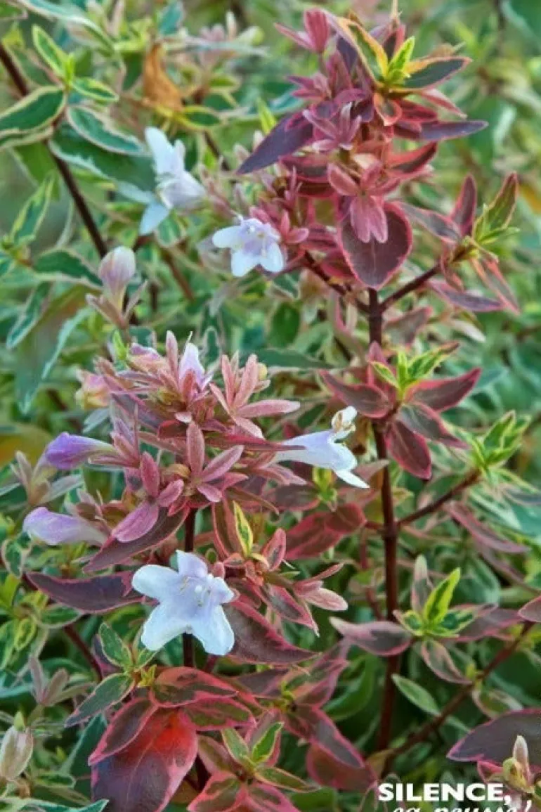 Abélia à grandes fleurs "Sparkling Silver" Pot 10L