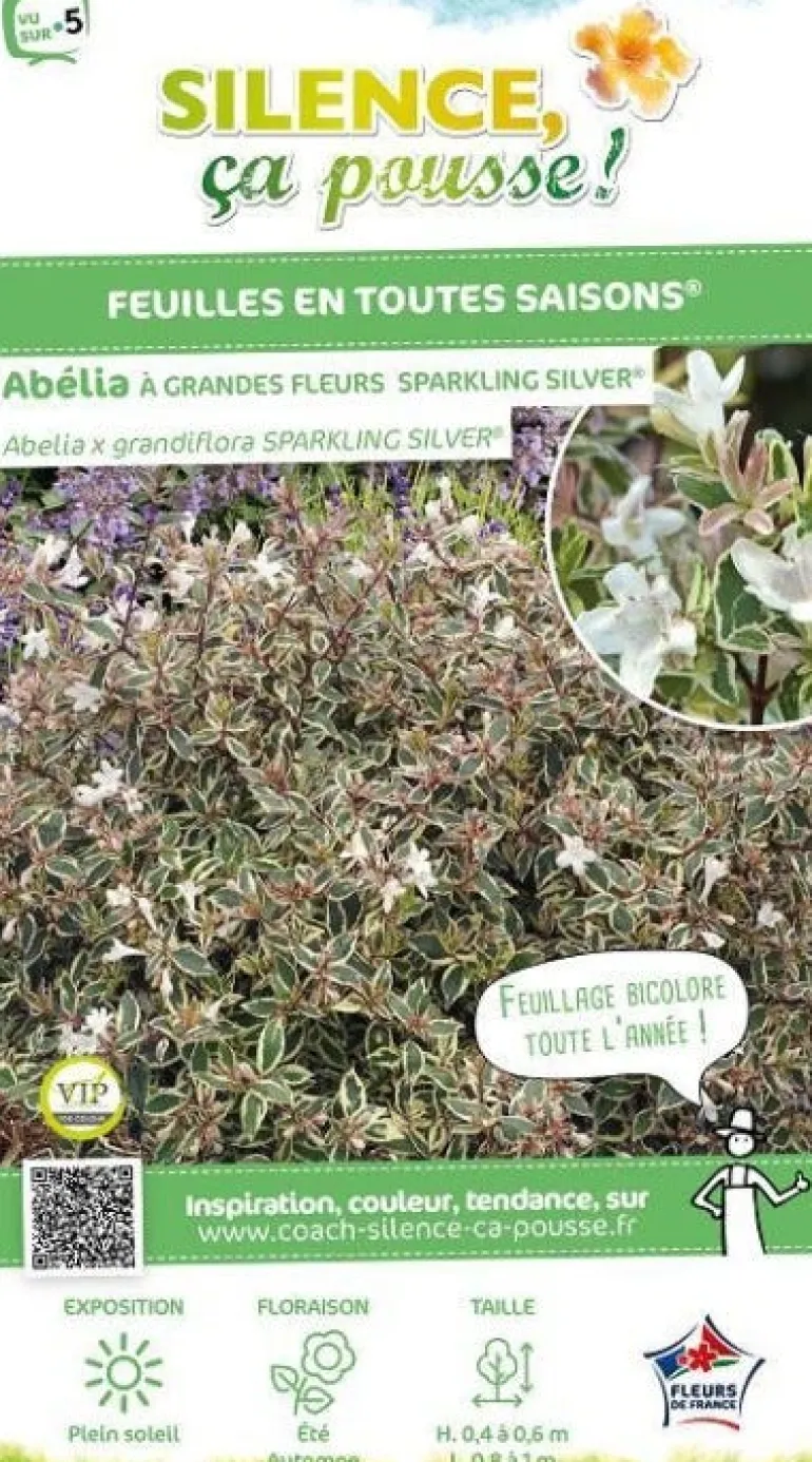 Abélia à grandes fleurs "Sparkling Silver" Pot 10L
