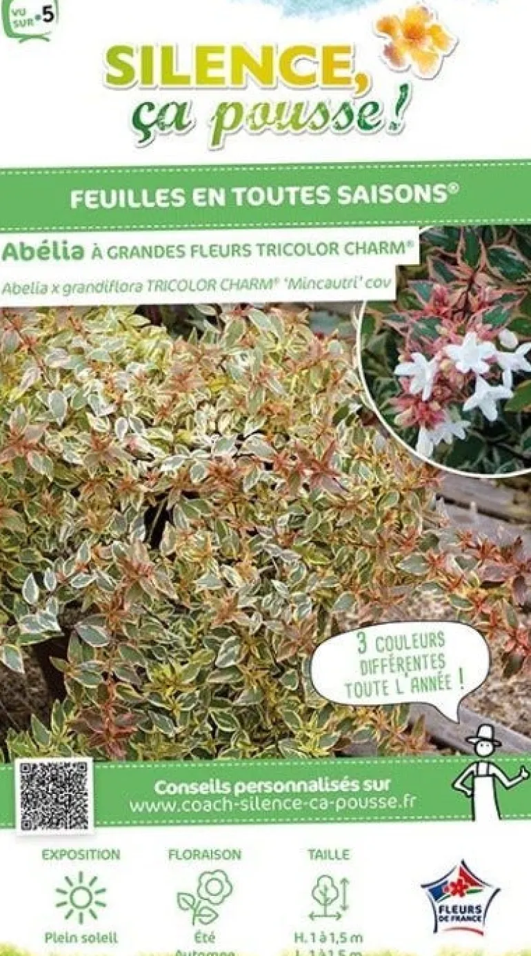 Abélia "Tricolor Charm" Pot 10L SILENCE ÇA POUSSE