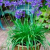 Agapanthe Brilliant Blue Pot 4.5L