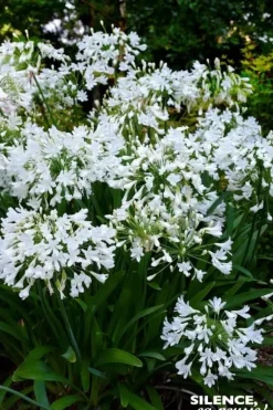 Agapanthe "Arctic Star" Pot 2L SILENCE ÇA POUSSE