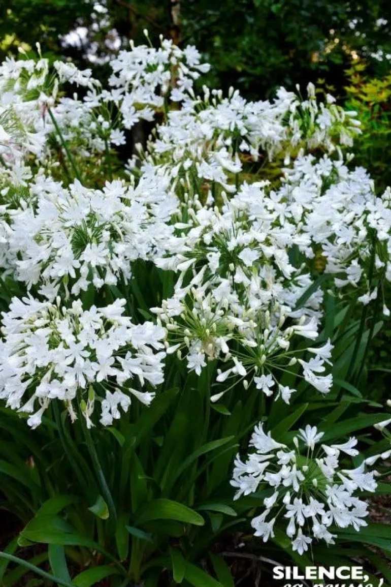 Agapanthe "Arctic Star" Pot 2L SILENCE ÇA POUSSE