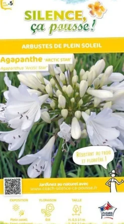 Agapanthe "Arctic Star" Pot 2L SILENCE ÇA POUSSE