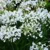 Agapanthe "Arctic Star" Pot 10L SILENCE ÇA POUSSE