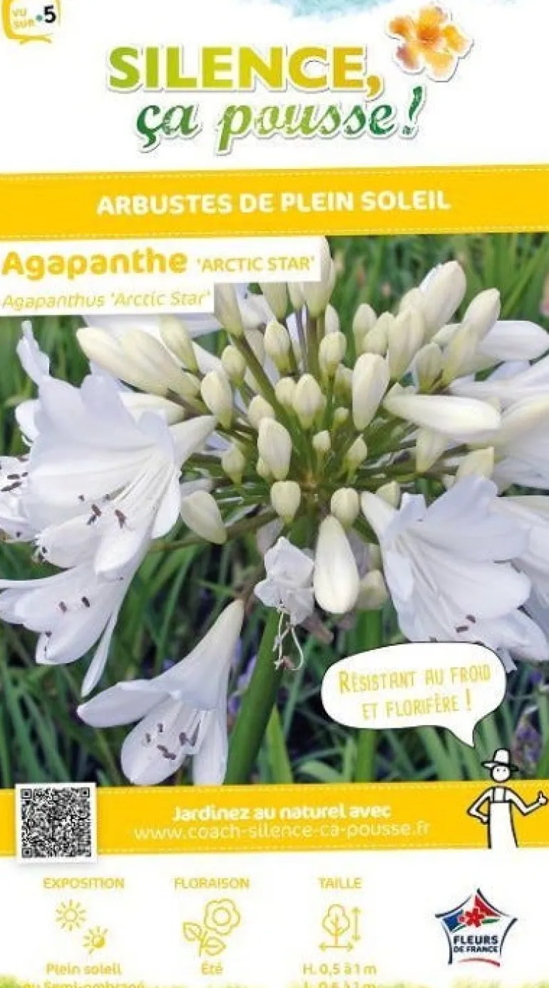 Agapanthe "Arctic Star" Pot 10L SILENCE ÇA POUSSE