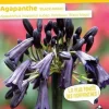 Agapanthe "Black Magic" Pot 10L SILENCE ÇA POUSSE