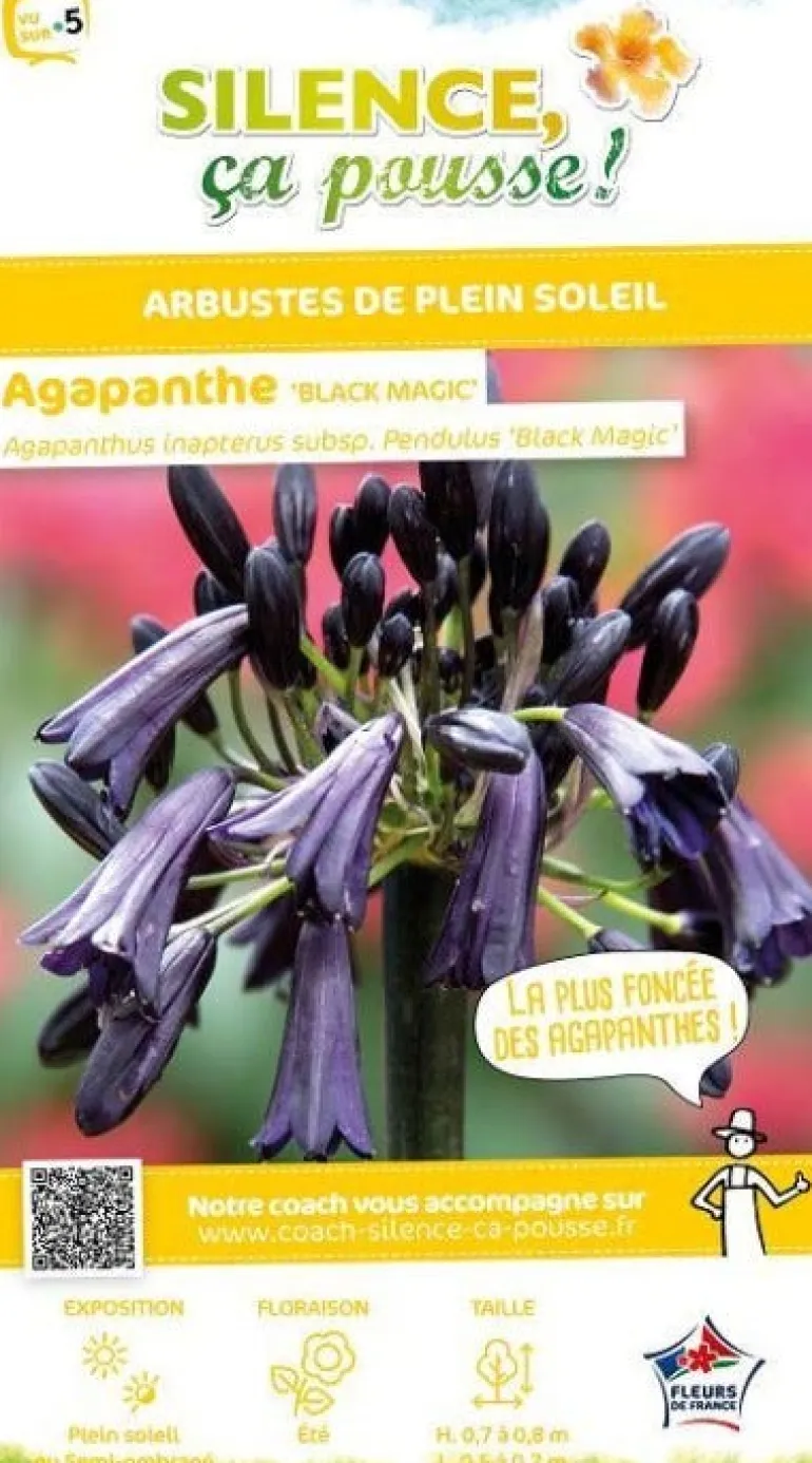 Agapanthe "Black Magic" Pot 10L SILENCE ÇA POUSSE