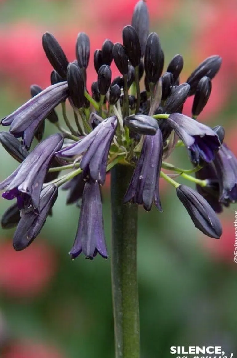 Agapanthe "Black Magic" Pot 10L SILENCE ÇA POUSSE