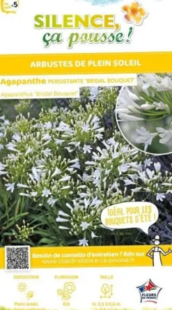 Agapanthe "Bridal Bouquet" Pot 4,5L SILENCE ÇA POUSSE