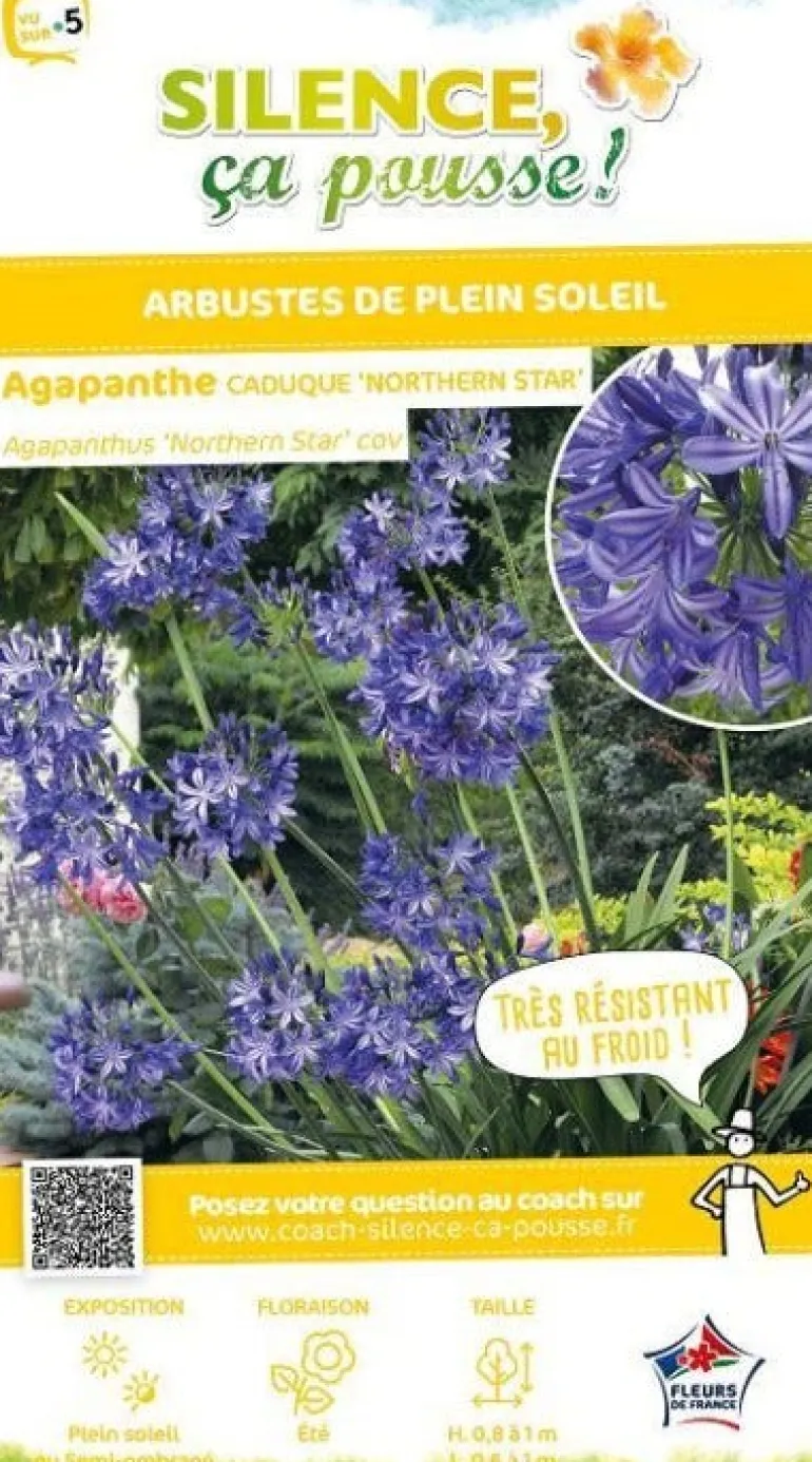 Agapanthe caduque "Northern Star, fleur de l'amour" Pot 4,5L