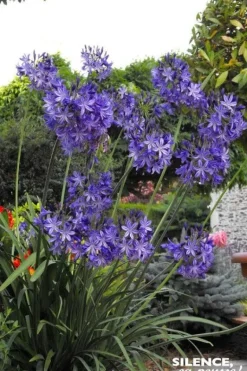 Agapanthe caduque "Northern Star, fleur de l'amour" Pot 4,5L