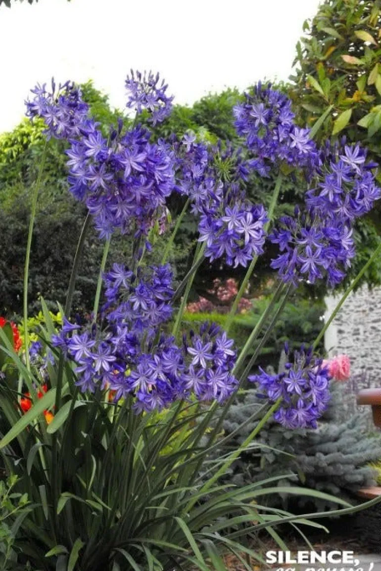 Agapanthe caduque "Northern Star, fleur de l'amour" Pot 4,5L