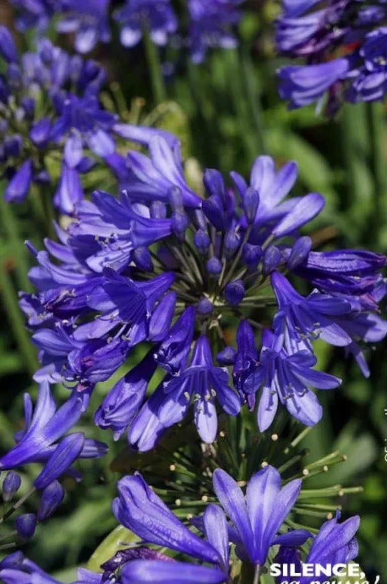 Agapanthe "Ever Sapphire" Pot 4.5L SILENCE ÇA POUSSE
