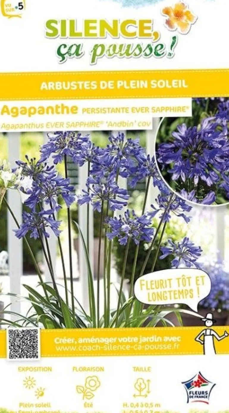 Agapanthe "Ever Sapphire" Pot 4.5L SILENCE ÇA POUSSE