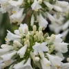 Agapanthe "Ever White" Pot 4.5L SILENCE ÇA POUSSE