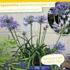 Agapanthe "Pitchoune Blue" Pot 2L SILENCE ÇA POUSSE