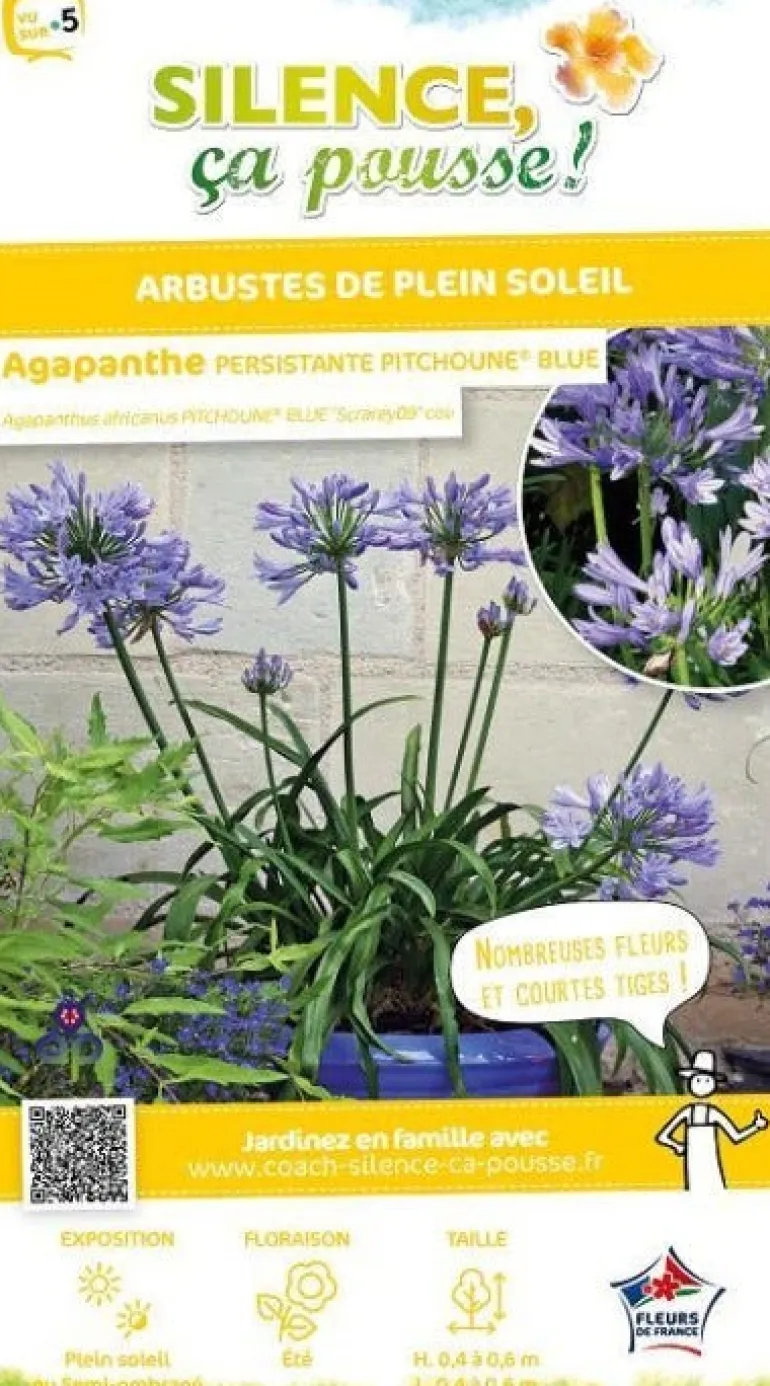Agapanthe "Pitchoune Blue" Pot 2L SILENCE ÇA POUSSE