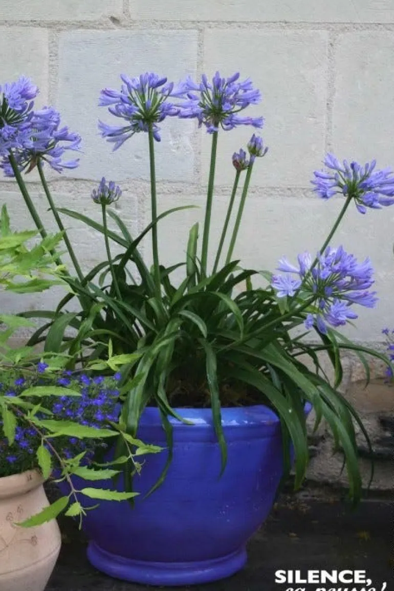 Agapanthe "Pitchoune Blue" Pot 2L SILENCE ÇA POUSSE