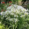 Agapanthe "Pitchoune White" Pot 2L SILENCE ÇA POUSSE