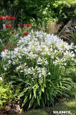 Agapanthe "Pitchoune White" Pot 2L SILENCE ÇA POUSSE