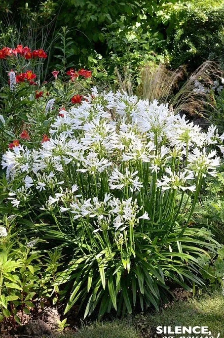 Agapanthe "Pitchoune White" Pot 2L SILENCE ÇA POUSSE