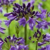 Agapanthe Poppin Purple Pot 4,5L