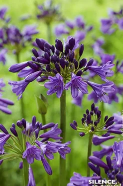 Agapanthe Poppin Purple Pot 10L