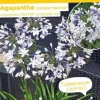 Agapanthe "Twister" Pot 4.5L SILENCE ÇA POUSSE