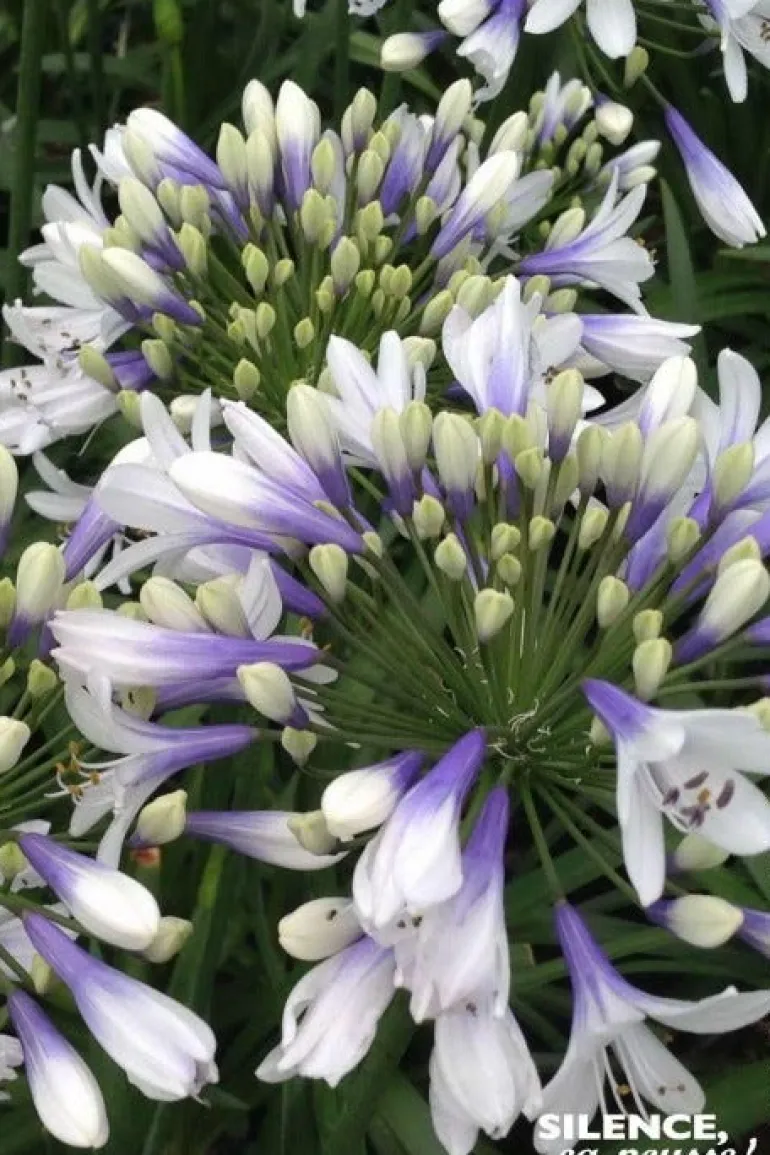 Agapanthe "Twister" Pot 4.5L SILENCE ÇA POUSSE