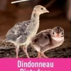 Aliment dindonneau pintadeau 10 kg PRODUIT DANS MA CAMPAGNE