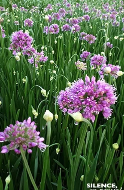 Allium Millenium Pot 4.5L
