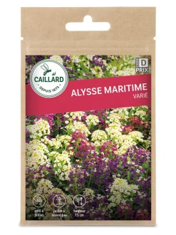 Alysse Maritime varié 0,20g CAILLARD