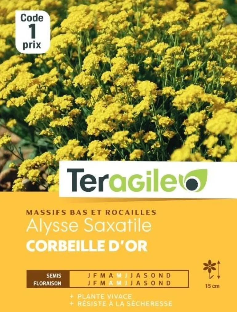 Alysse Saxatile Corbeille d'or 1g TERAGILE