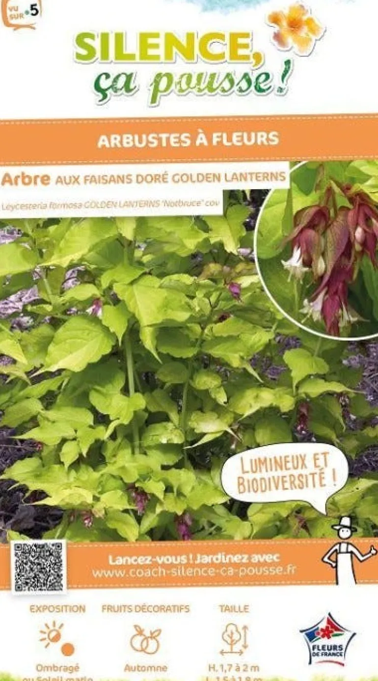 Arbre aux faisans doré Pot 10L SILENCE ÇA POUSSE
