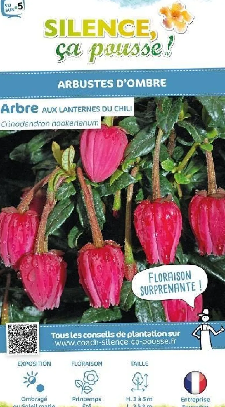 Arbre aux lanternes du Chili Pot 4L SILENCE ÇA POUSSE