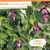 Arbre aux faisans "Purple Rain" Pot 10L SILENCE ÇA POUSSE