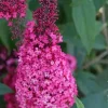 Arbre aux papillons "Prince Charming" Pot 4.5L