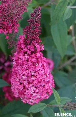 Arbre aux papillons "Prince Charming" Pot 4.5L