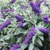 Arbre aux papillons ROCKETSTAR INDIGO Pot 4L
