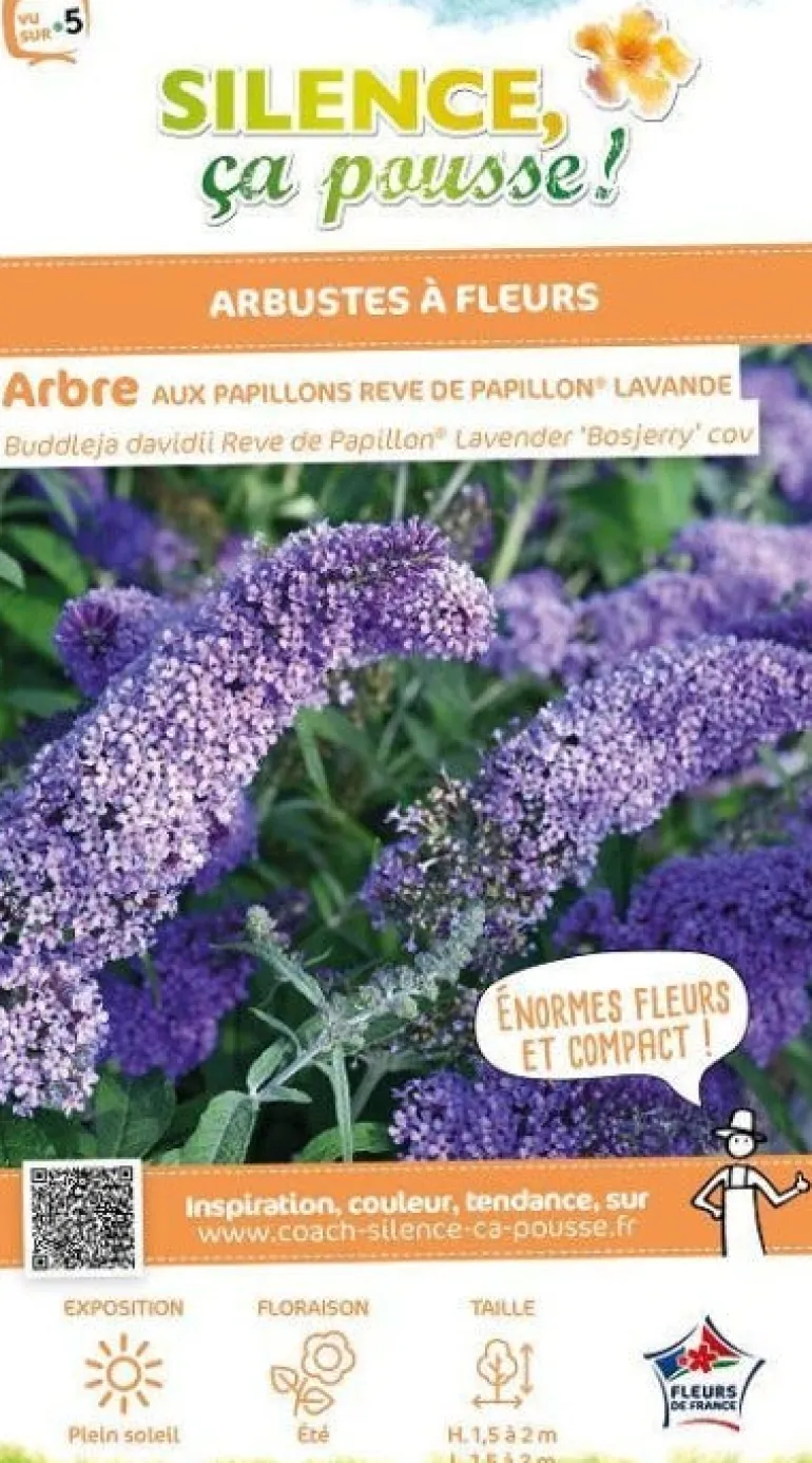 Arbre aux papillons "Rêve de Papillon Lavande" Pot 4.5L