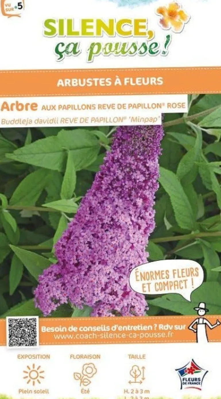 Arbre aux papillons "Rêve de Papillon Rose" Pot 4.5L