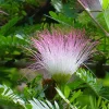 Arbres aux houppettes du Surinam, pompon du marin Pot 4.5L