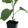 Aubergine "Mini Picola" Pot 0.5L