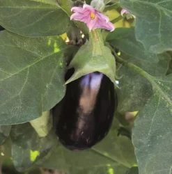Aubergine "Mini Picola" Pot 0.5L
