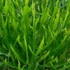 Baccharis genistelloides, Carqueja Pot 4.5L