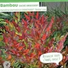 Bambou sacré "Obsessed" Pot 4.5L SILENCE ÇA POUSSE