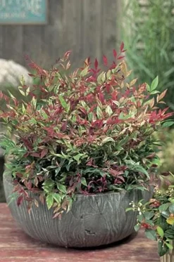 Bambou sacré RED LIGHT Pot 4.5L